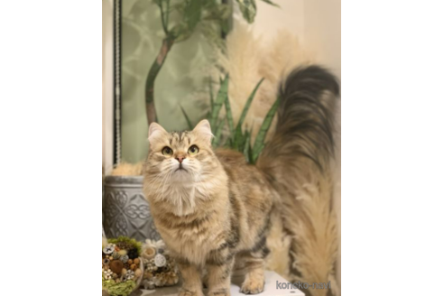 販売中のサイベリアンの親猫